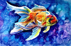Goldfish -  watercolor painting/ Aranyhal -   akvarell festmény