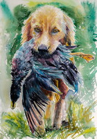 Dog with mallard-  watercolor painting/ Kutya vadkacsával -   akvarell festmény