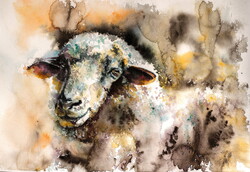 Sheep -  watercolor painting/ Juh-   akvarell festmény