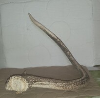 Szarvasagancs