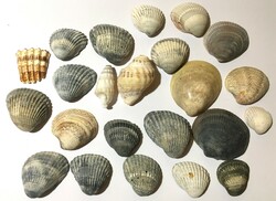 23 db -os shell kagyló tengeri csiga gyűjtemény szép mintázatú