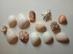 13 shells from collected around the world. On sale for February