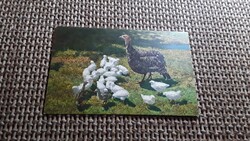 Antik képeslap.  Baromfiudvar.