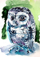 Cute baby owl -  watercolor painting - Aranyos bébi bagoly- akvarell festmény