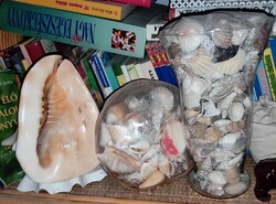 Eladó hagyatékból gyűjtőknek nagyon szép tengeri kagyló-csiga gyűjtemény