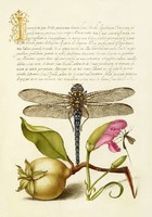 Kalligráfia arany iniciálé régi illumináció szitakötő körte szegfű rovar 16.sz antik kézirat reprint