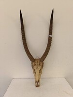 Antik trófea antilop szarv nagy méretű preparátum vadászat vadász 848 2156