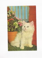 ÁK:87 Állatok-humor-gyerekek üdvözlő képeslap "Postatiszta"