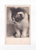 ÁK:86 Állatok-humor-gyerekek üdvözlő képeslap 1943