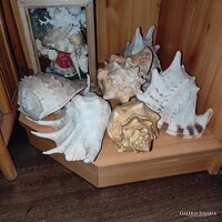 Eladó hagyatékból gyűjtőknek nagyon szép tengeri kagyló-csiga gyűjtemény 5 db gyönyörű nagy példány