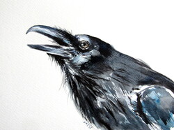Crow -  watercolor painting Varjú -  akvarell festmény