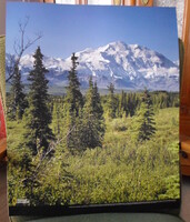 Poszter 18.: Denali Nemzeti Park, Alaszka (fotó; fenyő, hegy)