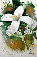 Wildflower  watercolor painting -Vadvirág-  akvarell festmény