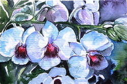 Orchid  watercolor painting - Orchidea-  akvarell festmény