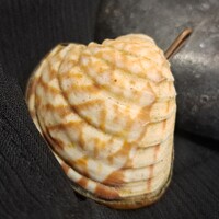 Iparművész medál 3 cm-es