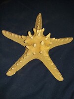 Nagyon szép nagyobbacska tengeri csillag preparátum fosszília asztali polcdísz 19x8 cm képek szerint
