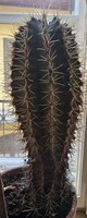 Trichocereus Lerschecki group cactus, 30 years old, 105cm, dense multi-branching spiny cactus.