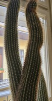 Trichocereus Lerschecki group cactus, 30 years old, 105cm, dense multi-branching spiny cactus.
