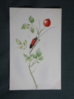 Képeslap,Richter Ilona grafika,művészet,virág,bogár,cincér látkép,részlet, 1956-