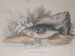 Stewart & Lizars : C﻿entrarchus Rostratus 1843 rézmetszet