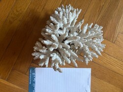 Vörös-tengeri korall fosszilia /3