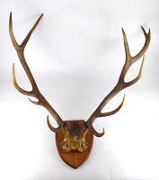 1W935 Hatalmas szarvas trófea agancs