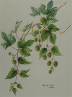 Till Lush jelzéssel : "Humulus Lupulus"