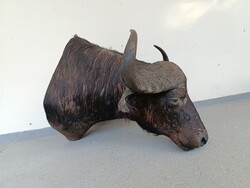 Antik trófea bivaly szarv afrikai trófea preparátum régi szép kikészítés vadászat vadász 875 3233