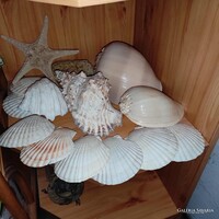 Eladó hagyatékból gyűjtőknek nagyon szép tengeri csillag,szivacs,kagyló-csiga gyűjtemény