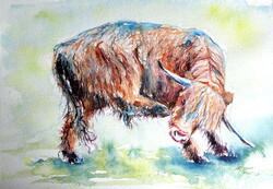Resting bull - watercolor painting / Pihenő bika - akvarell festmény