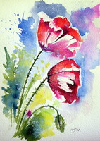 Poppy flowers - watercolor painting - Pipacs  -akvarell festmény