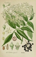 Bodza, virág és gyümölcs régi botanikai illusztráció Thomé 1889 reprint nyomat, falikép konyha dekor