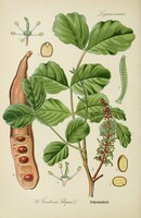 Szentjánoskenyérfa, régi antik növény botanikai illusztráció Thomé 1889 reprint nyomat konyha dekor