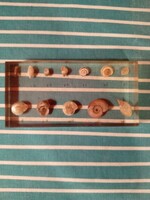 Csigaház gyűjtemény