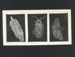 Masoren jelzéssel magyar művész : "Bogarak"