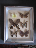Pillangó  lepke gyűjtemény