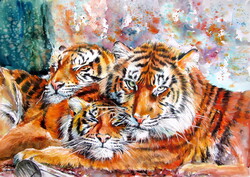 Resting tiger-  watercolor painting -Pihenő tigrisek- akvarell festmény