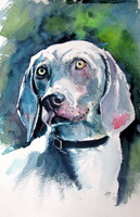 Weimaraner retriever -  watercolor painting Weimari vizslal- akvarell festmény