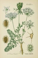 Sárgarépa, kerti zöldség növény régi botanikai illusztráció Thomé 1889 reprint nyomat konyhai dekor