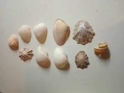 10 shells from all over the world great for collectors. On sale for January