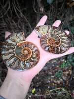 Gyönyörű ammonitesz fosszília pár, őskövület