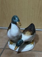 Bodrogkeresztúri vadkacsa pár