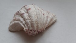 Giant Marine Clam, Hippopus-hippopus for Collectors