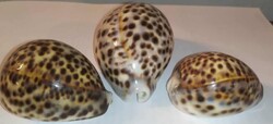 Sea Tiger Cowrie, 3 pcs, collection, family
