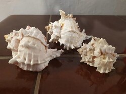 Sea snail, 3 pieces, collection, family