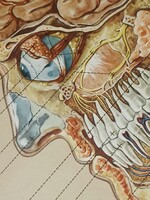 Anatómiai atlasz/ táblakép / plakát régi német nyelvű