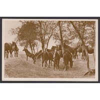 Magyarország,Hortobágy - Ménes az akácosban 1943