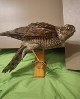 Preparált ragadozó madár tojó, kb.45 éve preparált,  hibátlan állapotban. Kitömött karvaly
