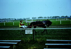 Régi diaképek - Fogathajtó pályán - Ügető fogat / Négyes fogat B15/5/4-6