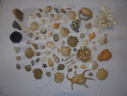 Tengeri korall, kagylók, csigák, rák, fosszíliák - kb. 78 darab együtt